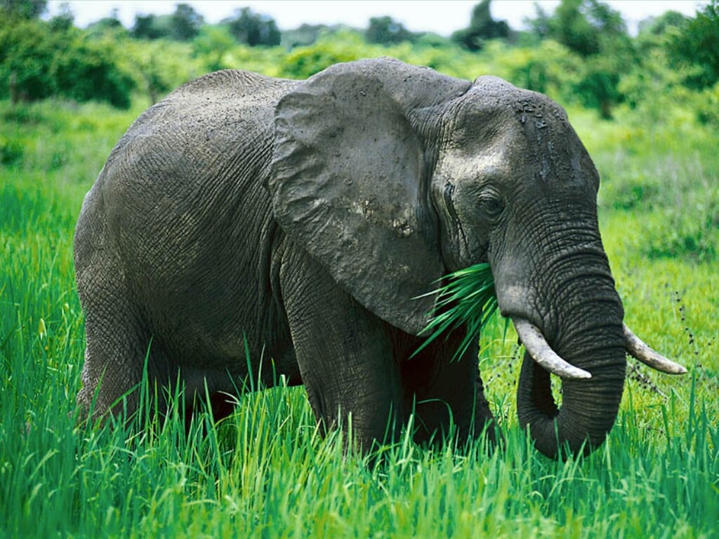 hinh anh con voi 33 Hình ảnh con voi 33