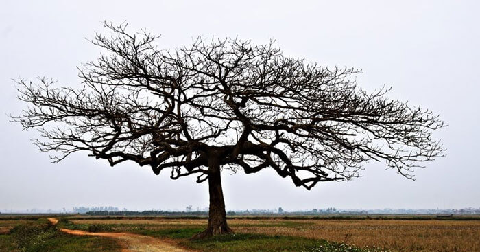 hình ảnh thiên nhiên buồn 18