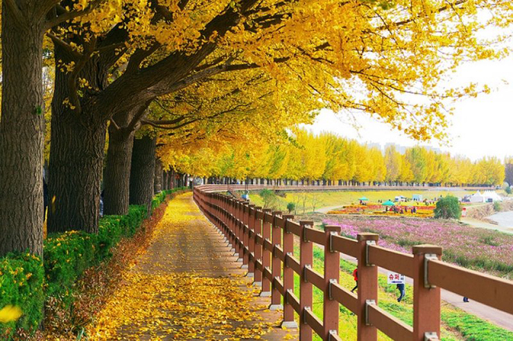 hinh anh thien nhien mua thu 16 hình ảnh thiên nhiên mùa Thu 16
