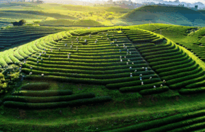 hình ảnh thiên nhiên Việt Nam hùng vĩ 36