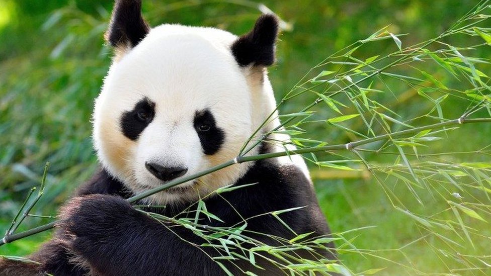 hinh con gau truc 1 hình con gấu trúc 1