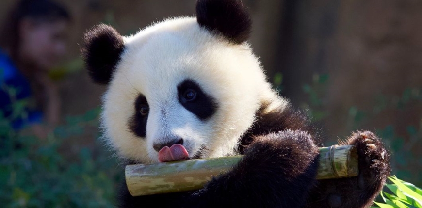 hinh con gau truc 10 hình con gấu trúc 10