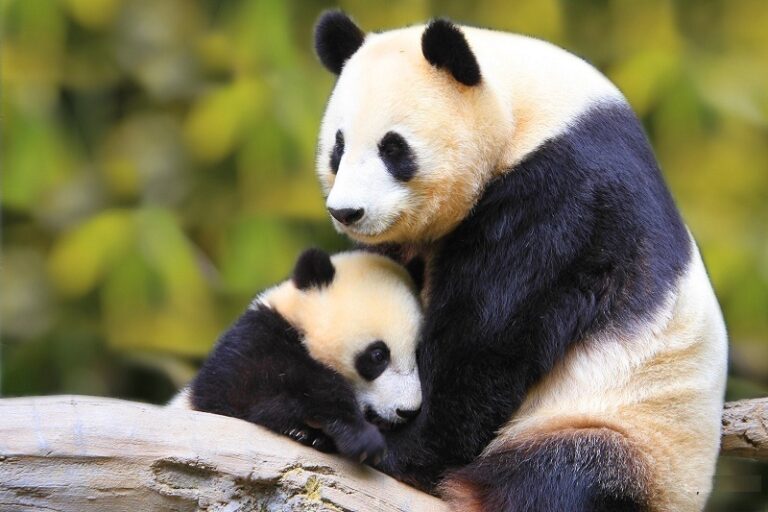 Chia sẻ 299+ hình con gấu trúc cute, siêu đáng yêu hoàn toàn miễn phí ...