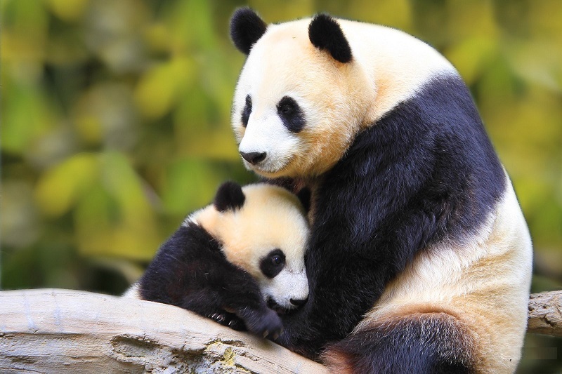 hinh con gau truc 12 hình con gấu trúc 12