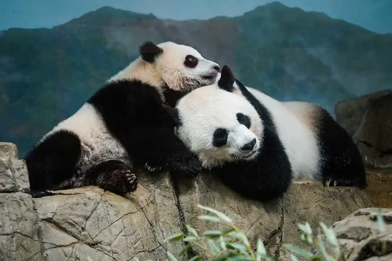 hinh con gau truc 15 hình con gấu trúc 15