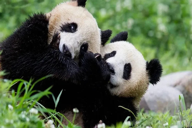 hinh con gau truc 16 hình con gấu trúc 16