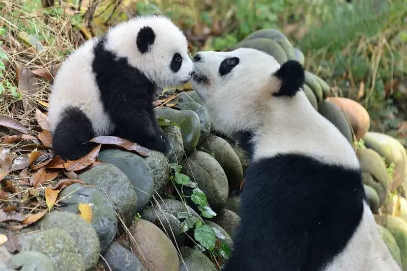 hinh con gau truc 17 hình con gấu trúc 17