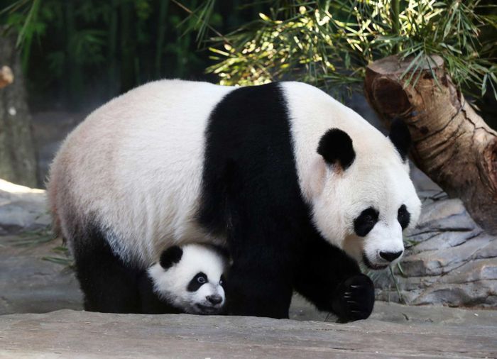 hinh con gau truc 18 hình con gấu trúc 18