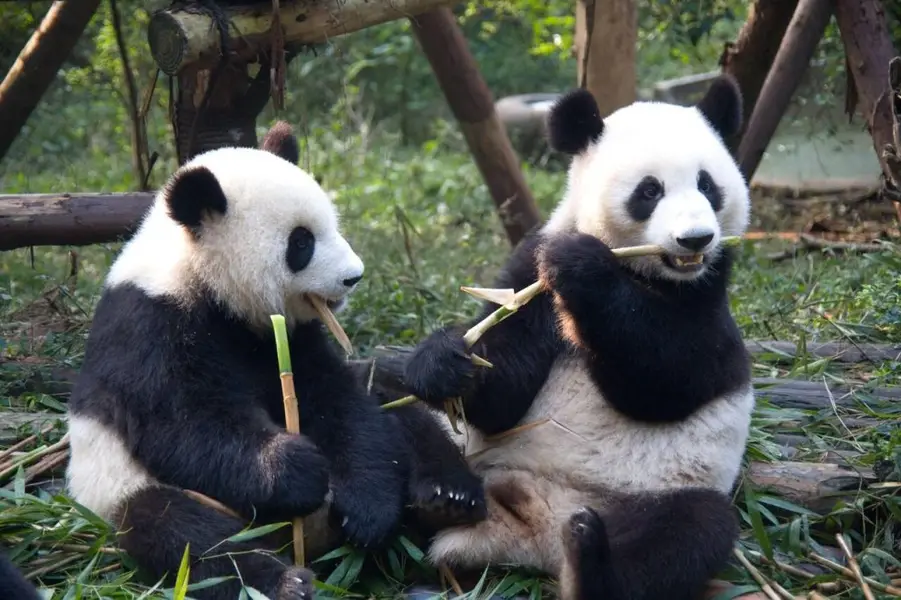 hinh con gau truc 19 hình con gấu trúc 19
