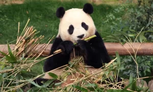 hình con gấu trúc 2