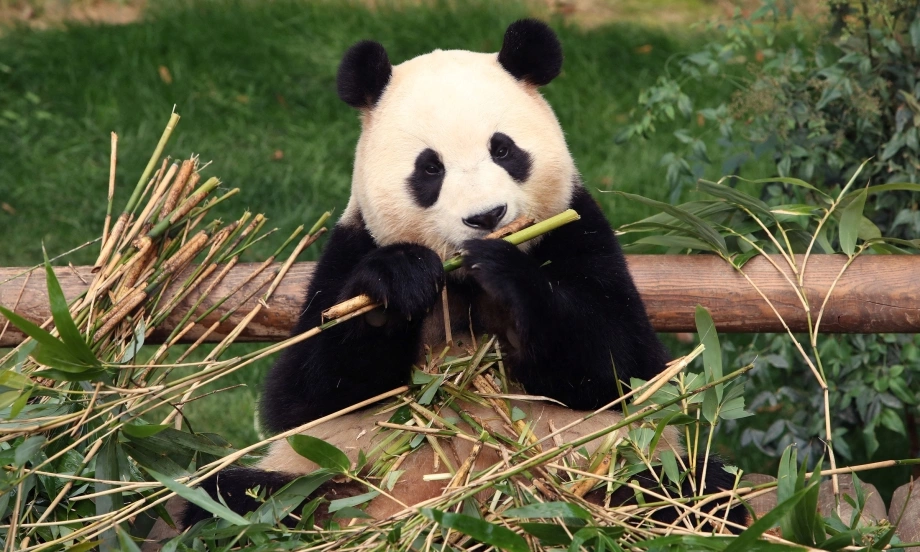 hinh con gau truc 2 hình con gấu trúc 2