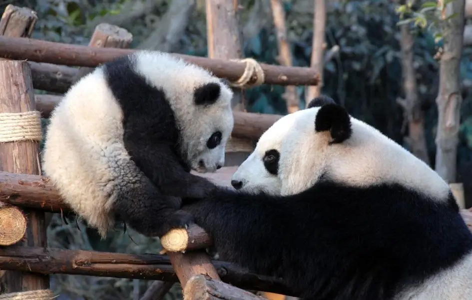 hinh con gau truc 20 hình con gấu trúc 20