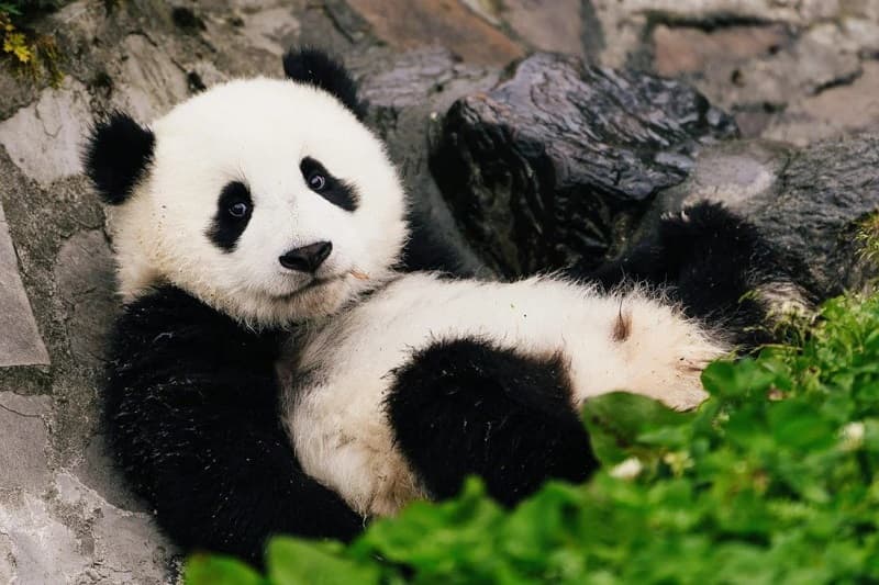 hinh con gau truc 3 hình con gấu trúc 3