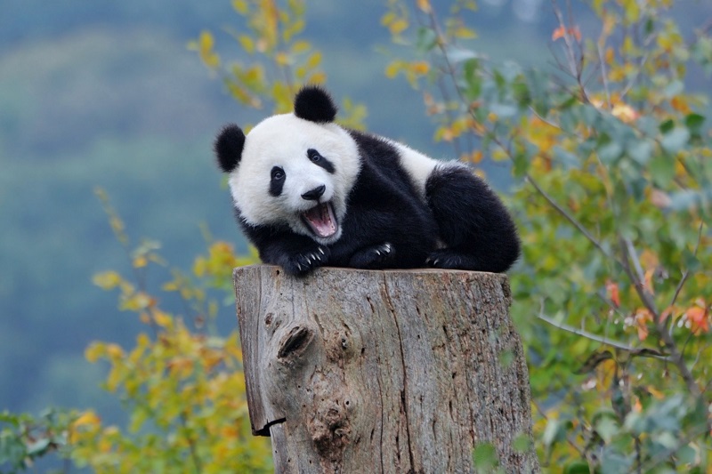 hinh con gau truc 4 hình con gấu trúc 4
