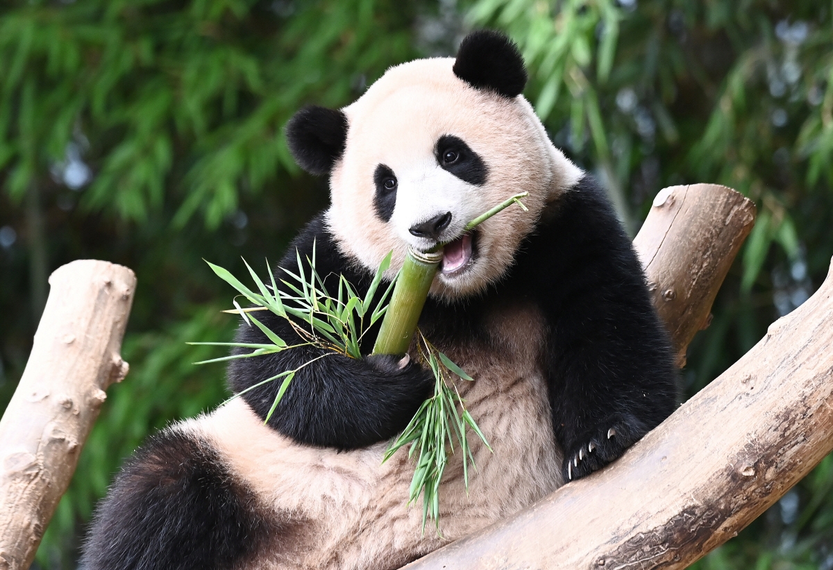 hinh con gau truc 5 hình con gấu trúc 5