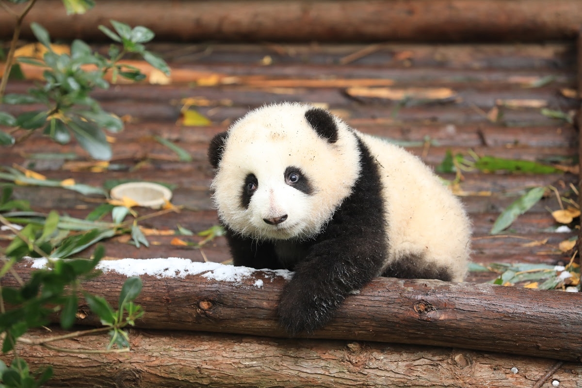 hinh con gau truc 6 hình con gấu trúc 6