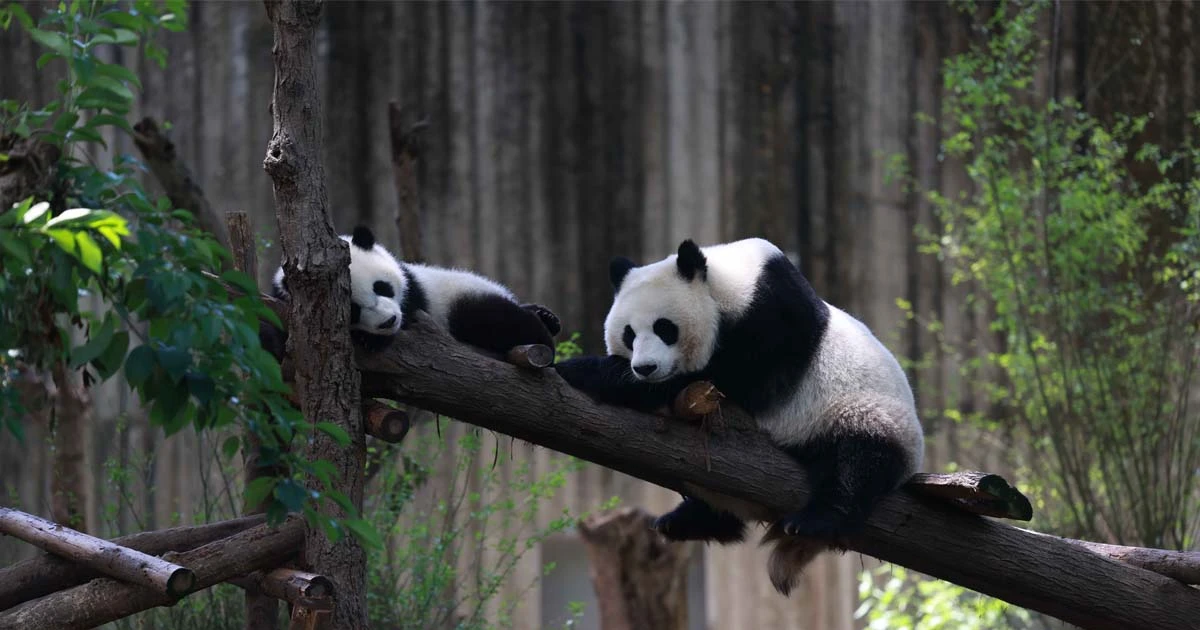 hinh con gau truc 9 hình con gấu trúc 9