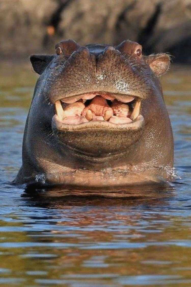 hinh con ha ma 28 Hình con hà mã 28