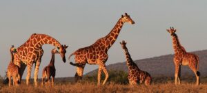 Hình con hươu cao cổ 1