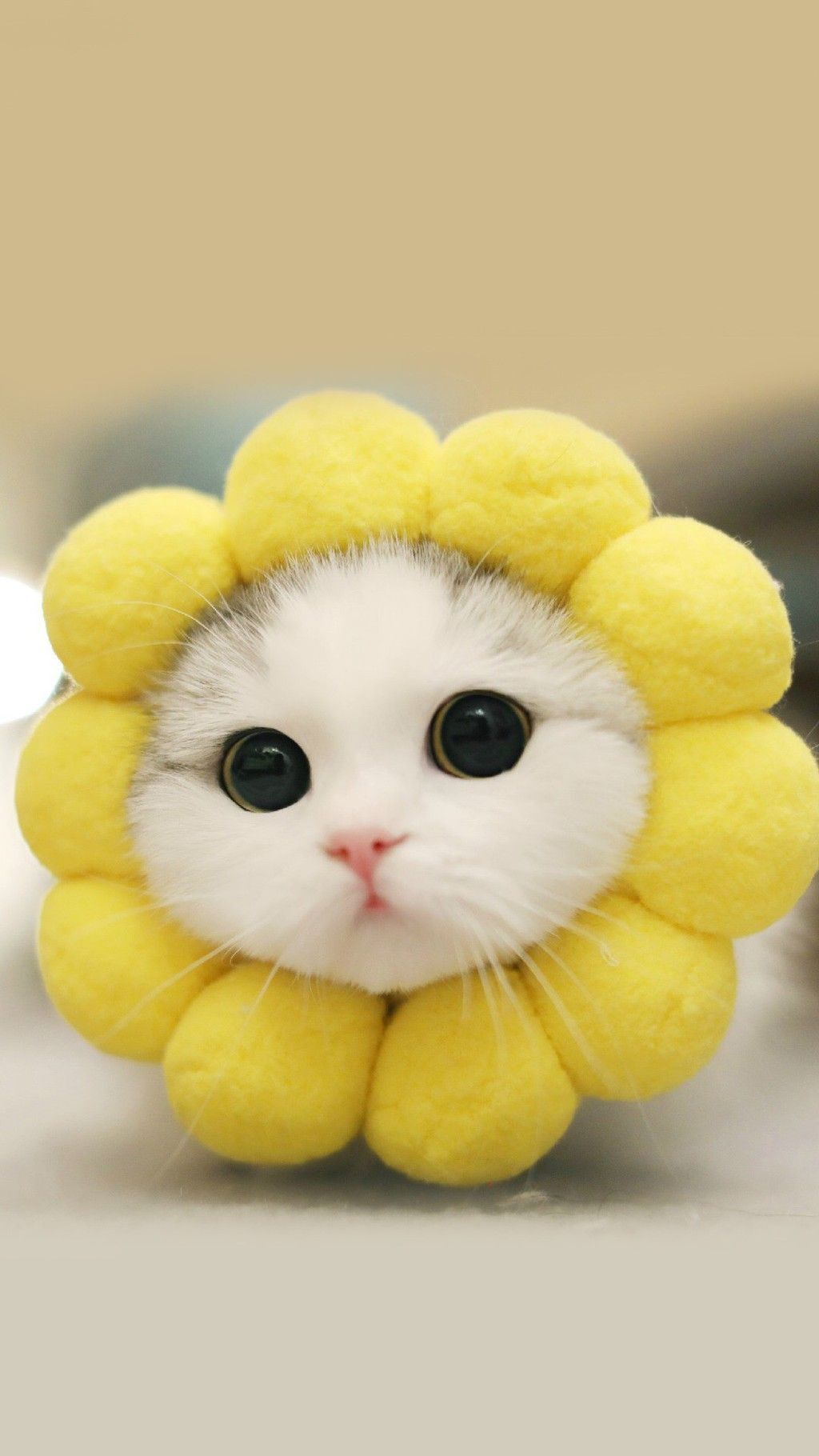 hình con vật cute 1 hình con vật cute 1