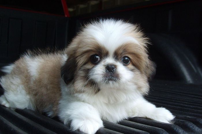 hinh con vat cute 10 hình con vật cute 10