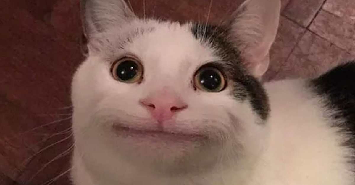 hinh con vat cute 11 hình con vật cute 11