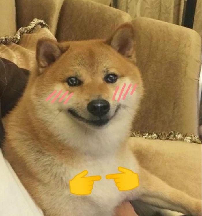 hinh con vat cute 13 hình con vật cute 13