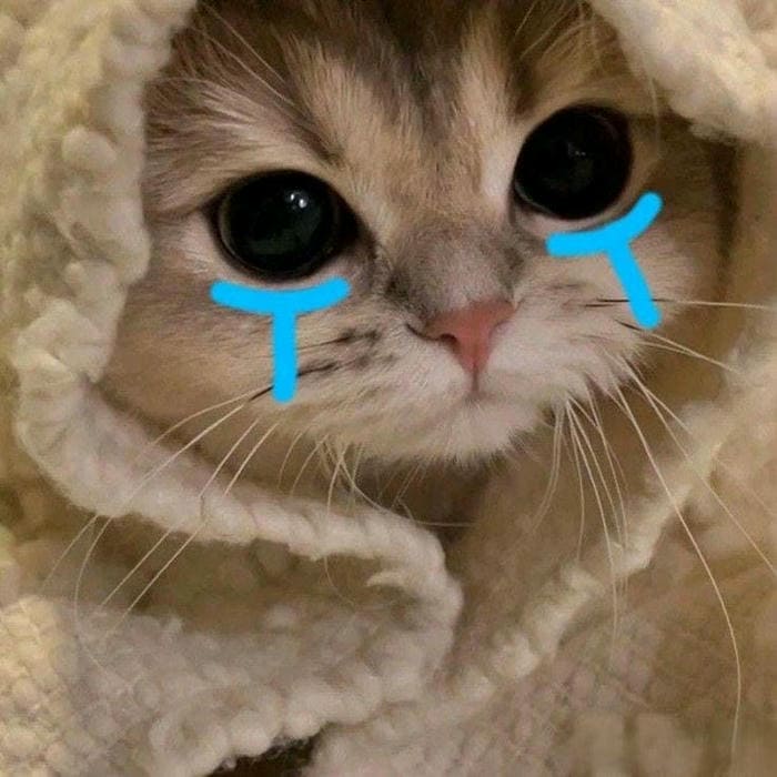 hinh con vat cute 14 hình con vật cute 14