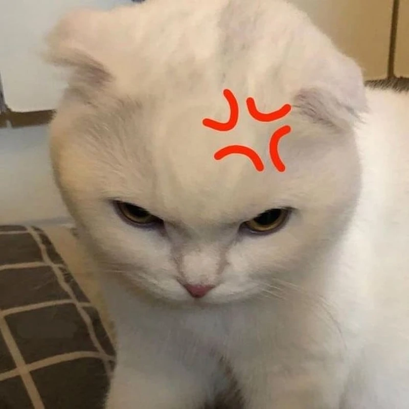 hinh con vat cute 16 hình con vật cute 16