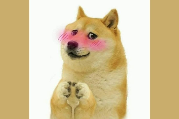 hinh con vat cute 19 hình con vật cute 19