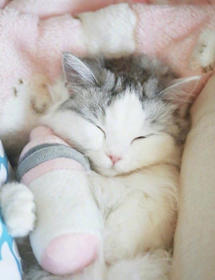 hình con vật cute 2 hình con vật cute 2