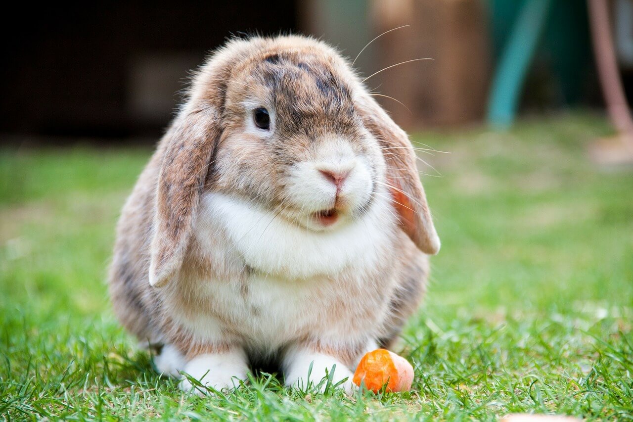 hinh con vat cute 3 hình con vật cute 3