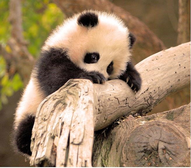 hinh con vat cute 5 hình con vật cute 5