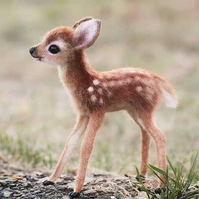 hinh con vat cute 7 hình con vật cute 7