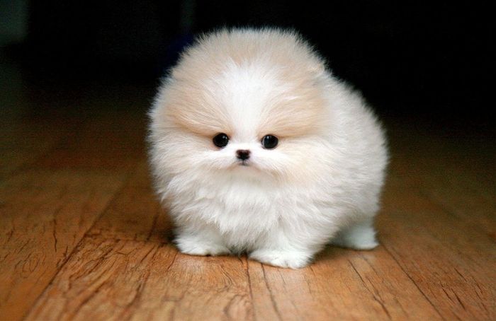 hinh con vat cute 8 hình con vật cute 8