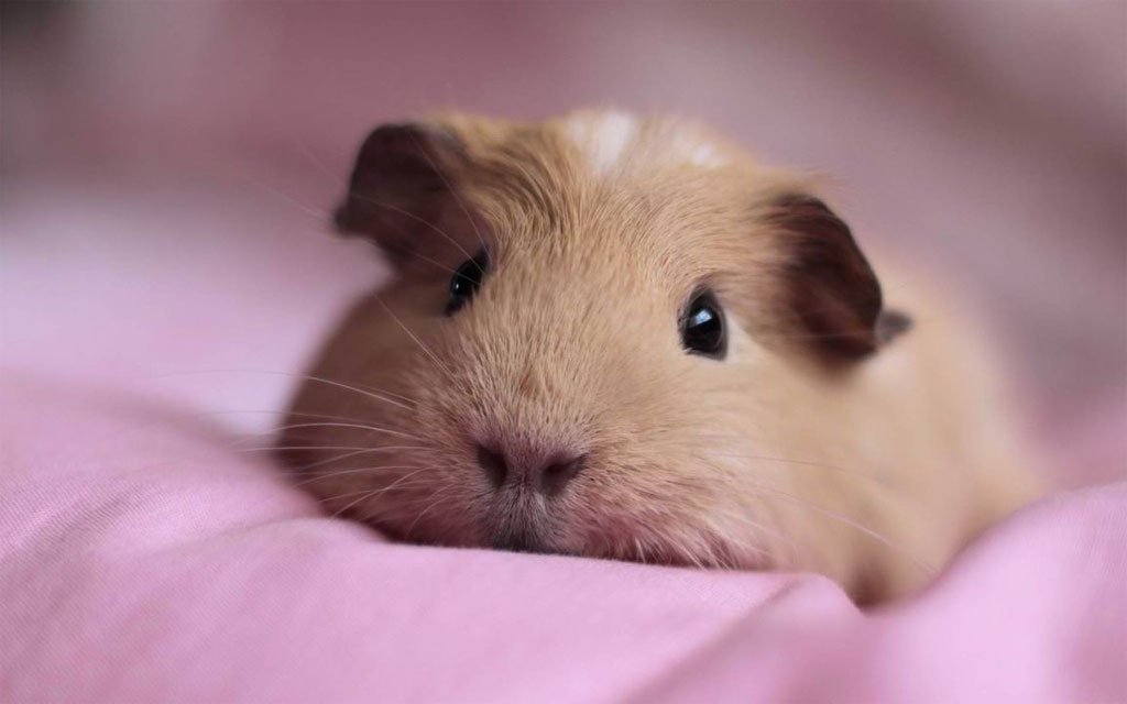 hinh con vat cute 9 hình con vật cute 9