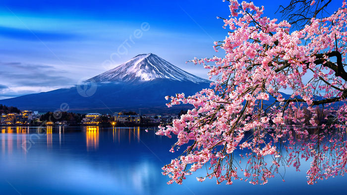 Fuji mountain and cherry blossoms in spring, Japan. ảnh thiên nhiên Nhật Bản